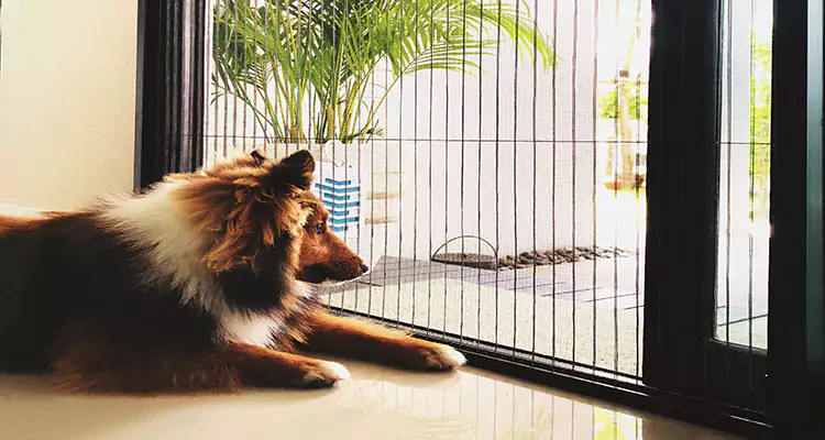 Sliding Screen Pet Door Repair in Foster City, CA