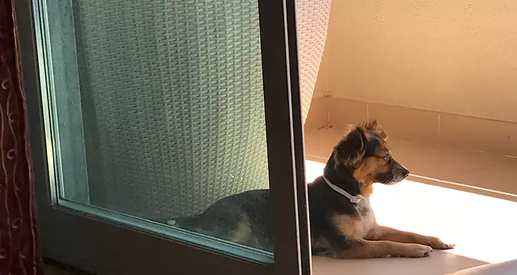 French Door Pet Screen Repair in Foster City, CA